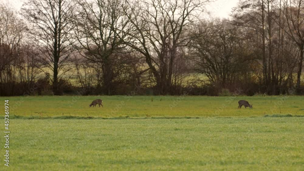 deer in a field in the early morning deer in a field in the early morning