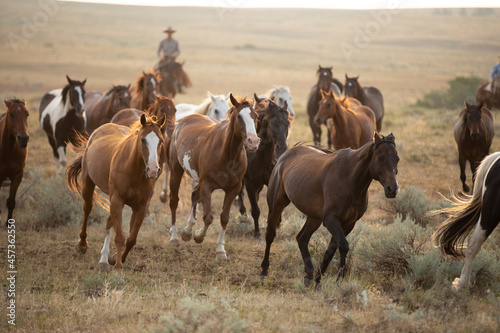 Horse herd in Montana being rounded up and brought in cavy for work in the Mountains by the wranglers.