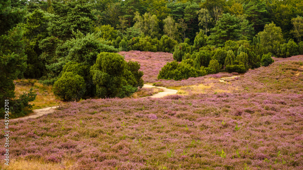 heather blooming in Westruper Heide, Haltern, Germany