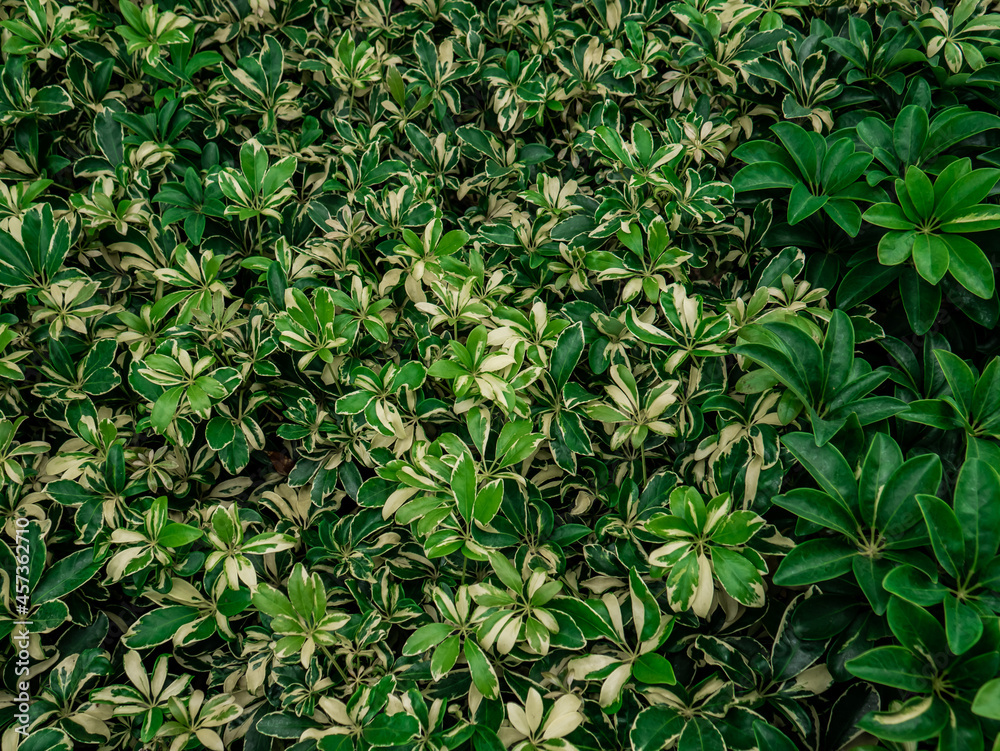green plants that are generally grown in the backyard
green plants that are generally grown in the backyard