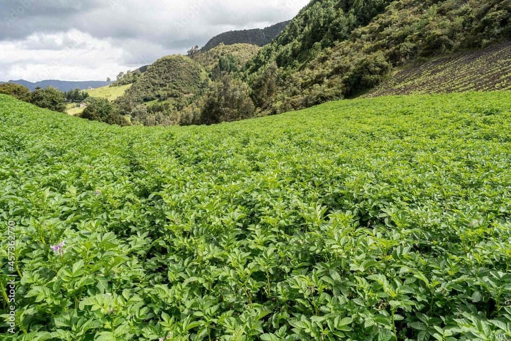 Pea and potato crops in the field. Cundinamarca, Colombia.