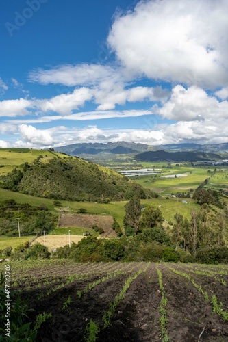 Vetch crops and rural panoramic landscape. Colombia.