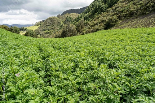 Pea and potato crops in the field. Cundinamarca, Colombia.