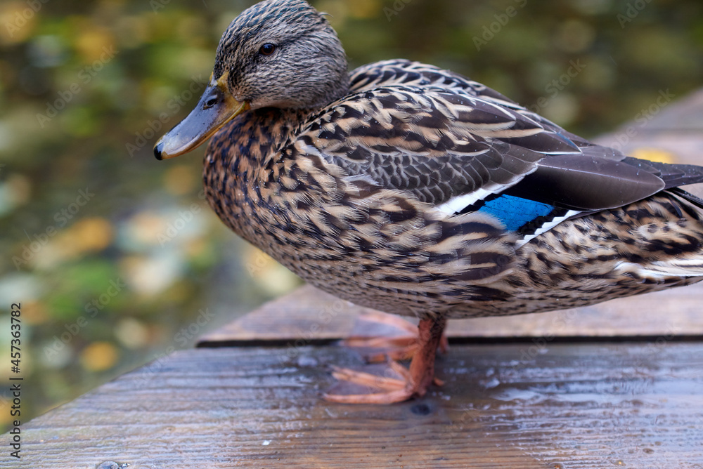 Female Mallard Duck Feathers Female Mallard Duck Feathers