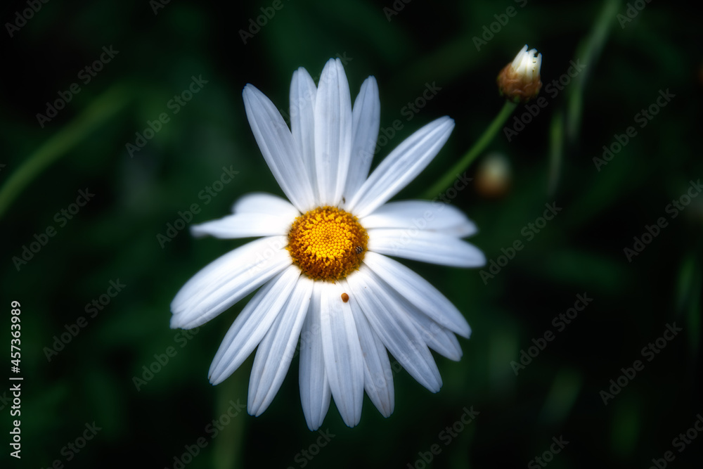 Obraz premium Soledad