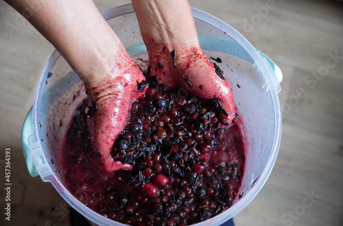 Grape pulp from the red black grape variety in the hands of a winemaker over a bucket of grape must