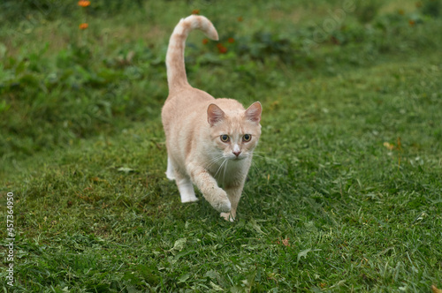 A red cat runs through the green grass with its tail raised