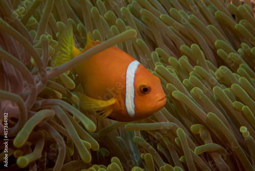 A Maldives anemonefish swimming between the anemone tentacles. Amphiprion nigripes