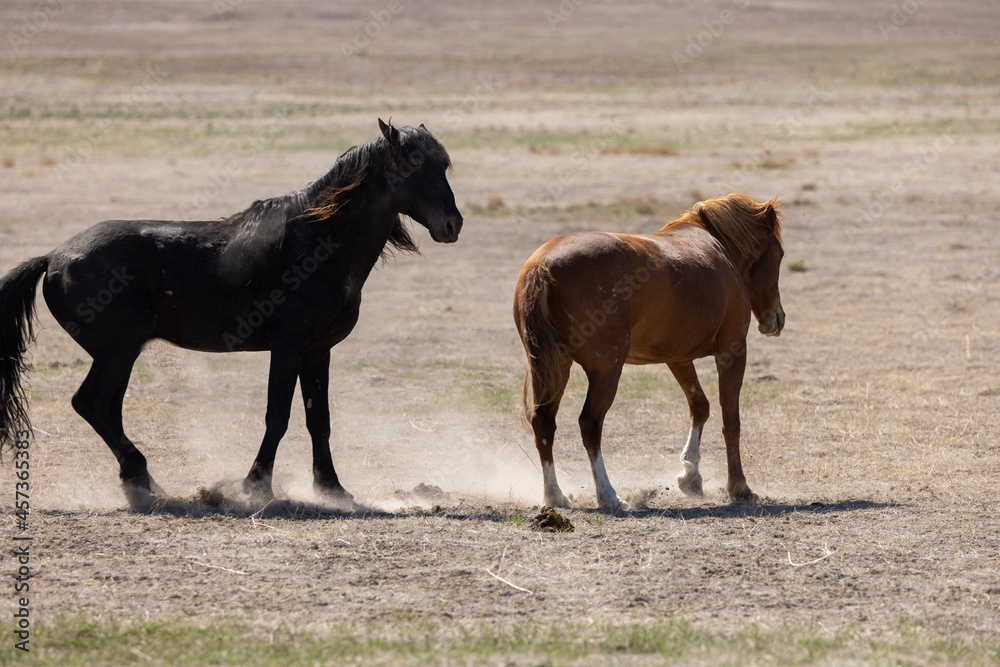 Wild Horses in the Utah Desert in Spring Wild Horses in the Utah Desert in Spring