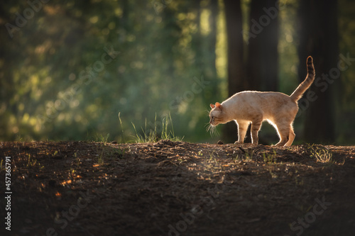 A cat walks in a coniferous forest