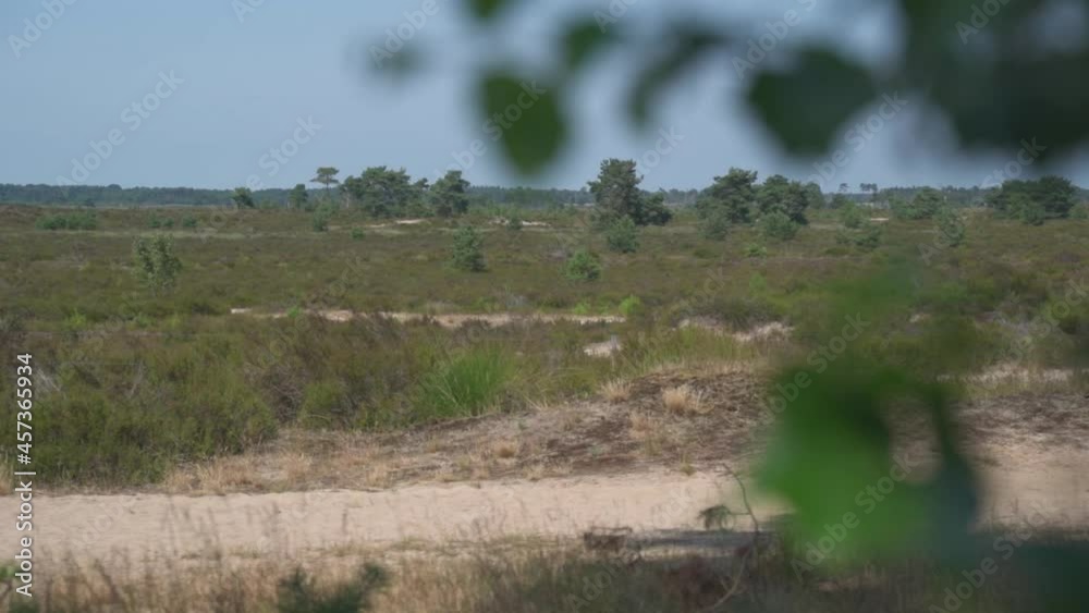 Handheld Truck pan from behind leafy foliage, revealing an arid grassland plain. A dry yet beautiful natural landscape on a hot summer's day, Kalmthoutse Heide, Belgium Handheld Truck pan from behind leafy foliage, revealing an arid grassland plain. A dry yet beautiful natural landscape on a hot summer's day, Kalmthoutse Heide, Belgium
