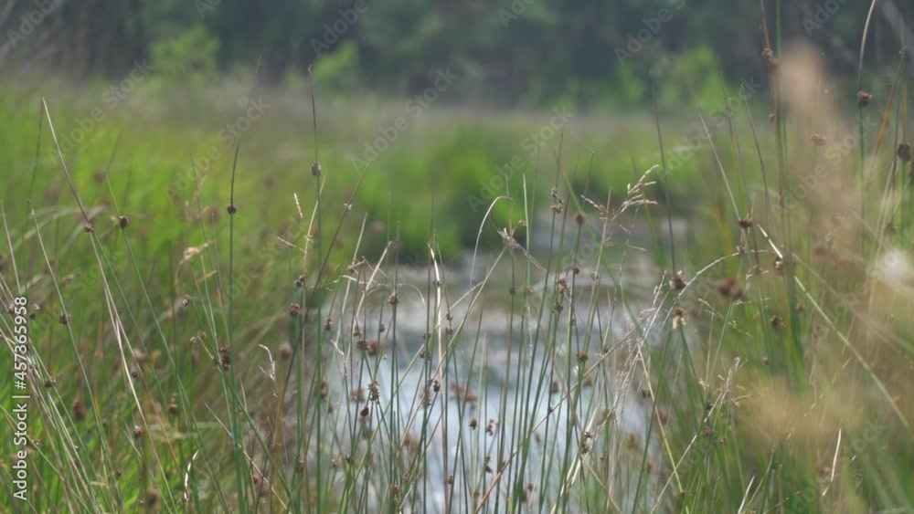 Close up, ascending view of tall blades of lush green grass on a river bank. An out of focus river flowing in the background, Kalmthoutse Heide, Belgium Close up, ascending view of tall blades of lush green grass on a river bank. An out of focus river flowing in the background, Kalmthoutse Heide, Belgium