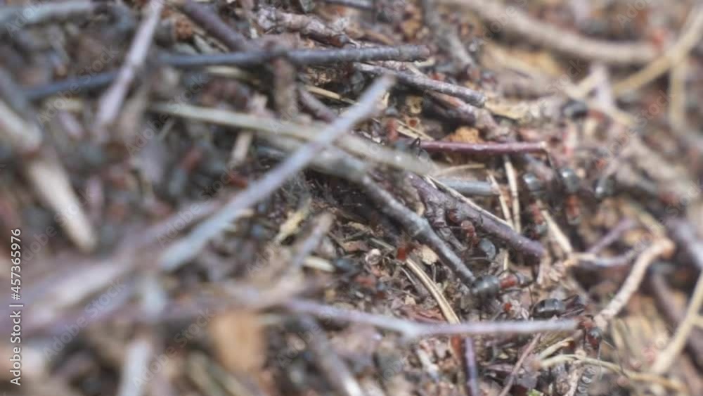 Close up of an anthill, ants hard at work crawling over decaying pine needles as they go about their duty of building and providing for their colony, Kalmthoutse Heide, Belgium Close up of an anthill, ants hard at work crawling over decaying pine needles as they go about their duty of building and providing for their colony, Kalmthoutse Heide, Belgium