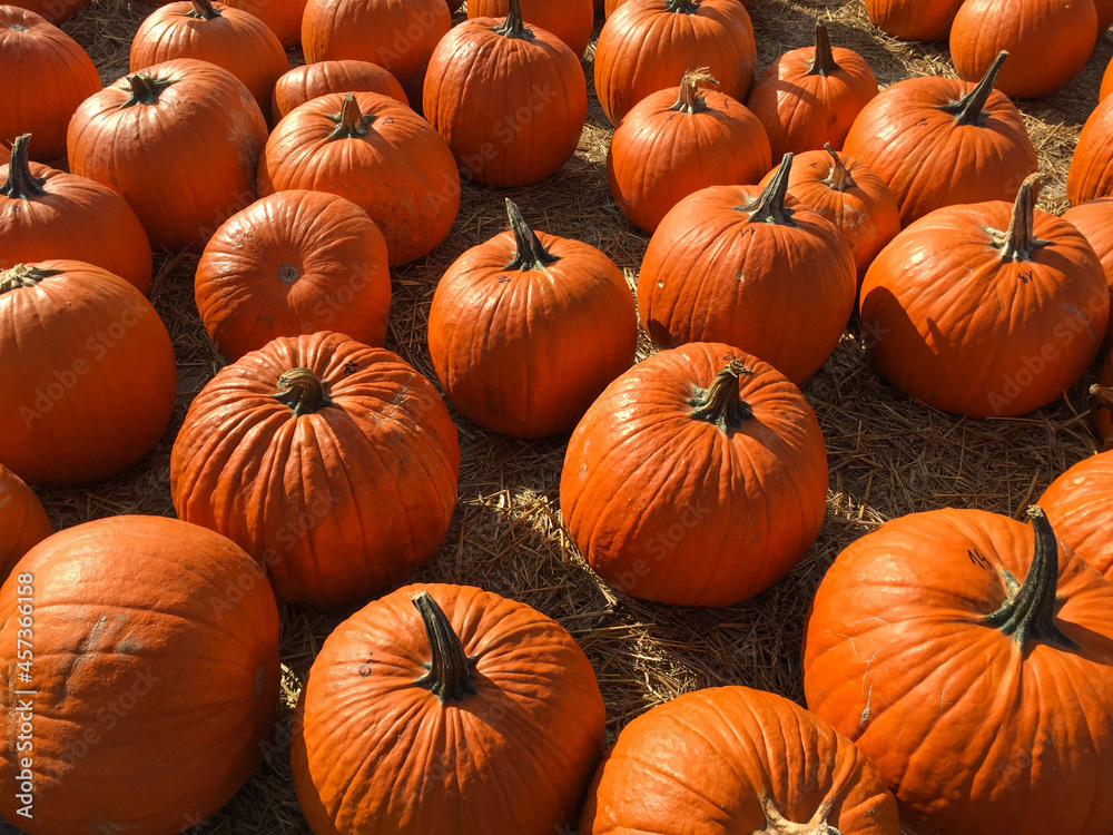 Pumpkin patch in local farm, ready for halloween and thanksgiving day. Pumpkin patch in local farm, ready for halloween and thanksgiving day.