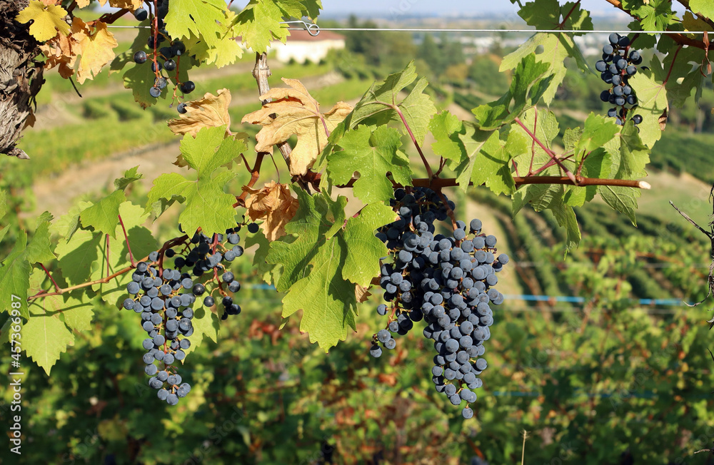 Ripe Cabernet Sauvignon grapes on the the top of the hill cultivated with vineyards in Italy.