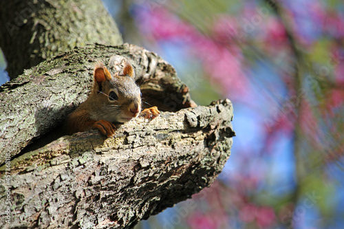 juvenile squirrel hiding in tree