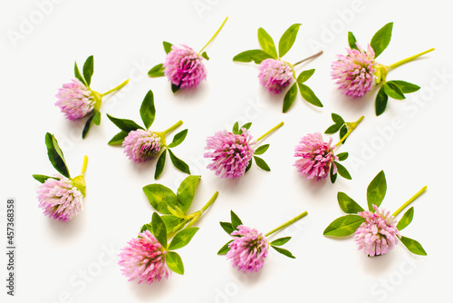 Blooming clover. Clover flowers on a white background. Medicinal plants. 