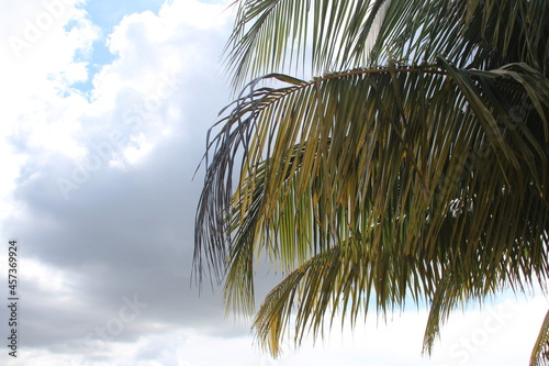Fototapeta Naklejka Na Ścianę i Meble -  Tropical Florida Sky