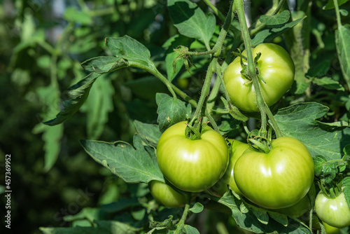 Unripe green tomatoes in the greenhouse.