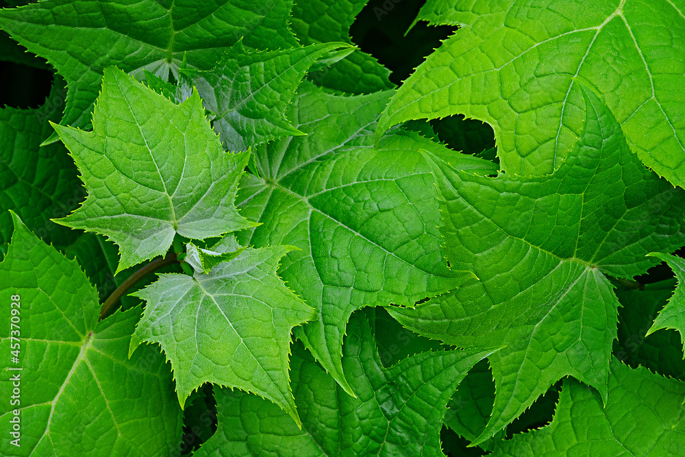 Green maple leaves on the bush.