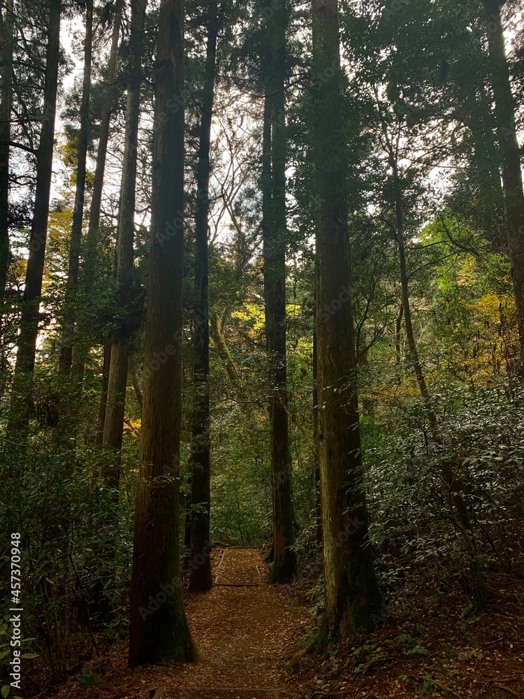 Obraz premium 菊池渓谷 阿蘇くじゅう国立公園 阿蘇 紅葉 熊本県