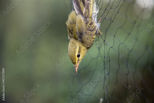 Canvas Print Poaching of birds in Italy - bird trapped in the net trap