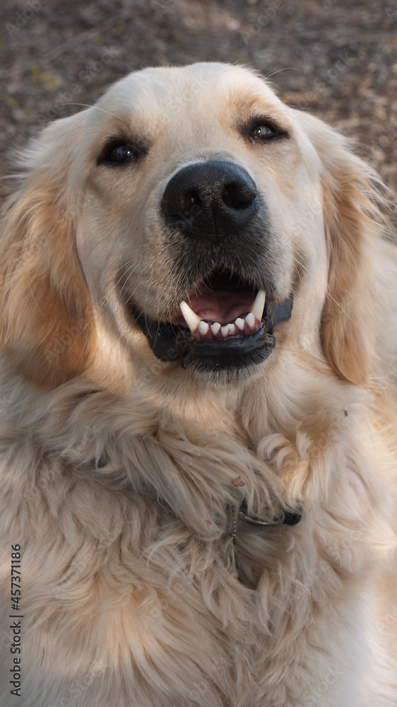 Front view of a Golden Retriever looking happily into the camera. Vertical image, portrait