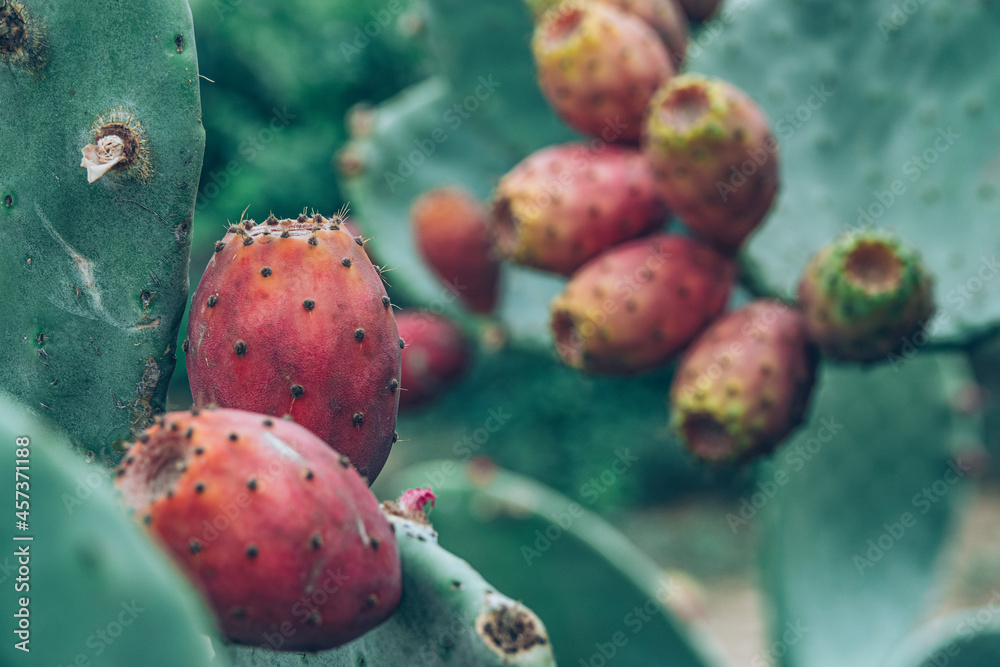 Apulia (Italy). August 2021. Prickly pears, summer in Italy Apulia (Italy). August 2021. Prickly pears, summer in Italy
