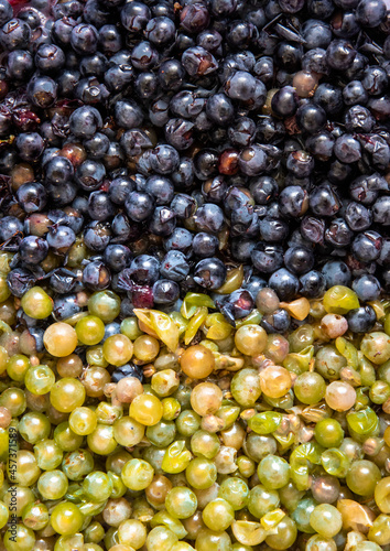 Grape pulp of red wine from a dark grape variety