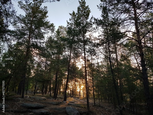 morning in the forest