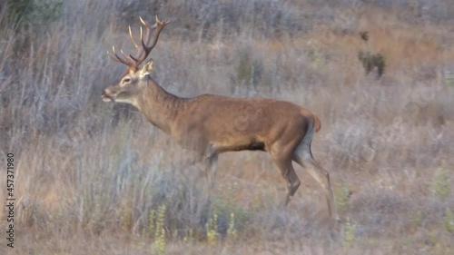 Male deer in rutting season. Wild red deer (Cervus elaphus). The rut,annual period of sexual activity in deer, during which the males fight each other for access to the females is the mating season photo