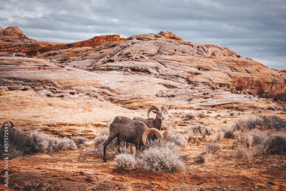 Bighorn sheep are standing in Valley Of Fire State Park Bighorn sheep are standing in Valley Of Fire State Park