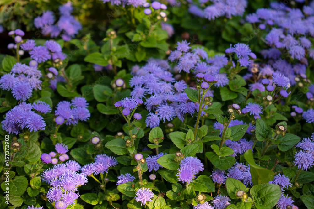 violet flowers in the garden violet flowers in the garden