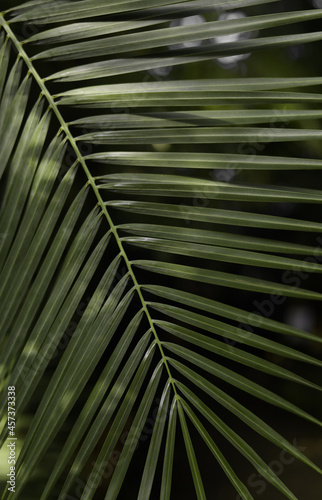 a branch of a palm tree on a dark background close-up