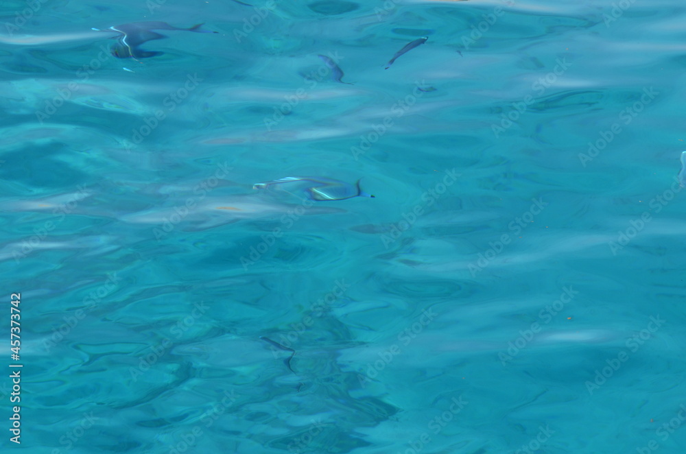 Naklejka premium dolphin swimming in the pool