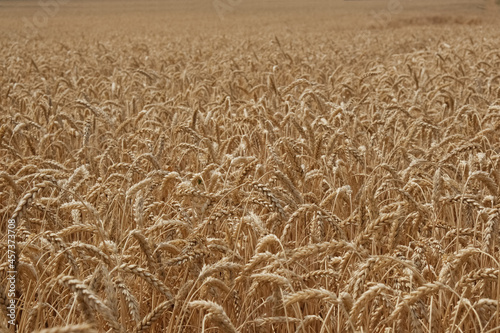 Field of yellow wheat