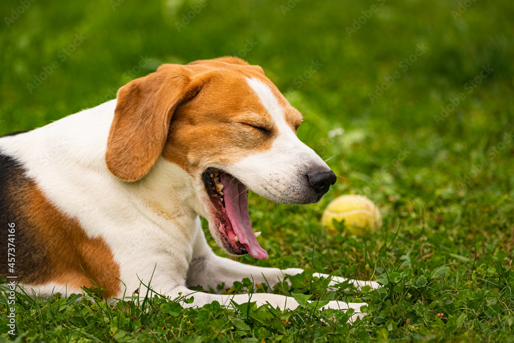Dog tired yawing outdors relaxing on grass. Dog behaviour concept