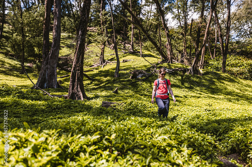 woman hikes through lush green foliage in Pololu Valley, Hawaii photo