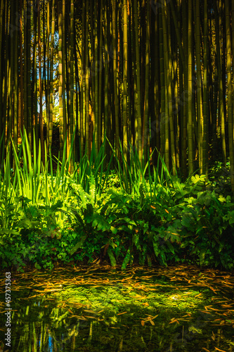 Fototapeta Naklejka Na Ścianę i Meble -  Bamboo trees in a garden with little pond