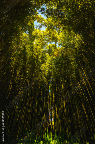 Bamboo trees in a beautiful green garden