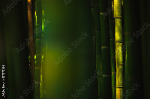 Bamboo plant on a blurred background with copy-space