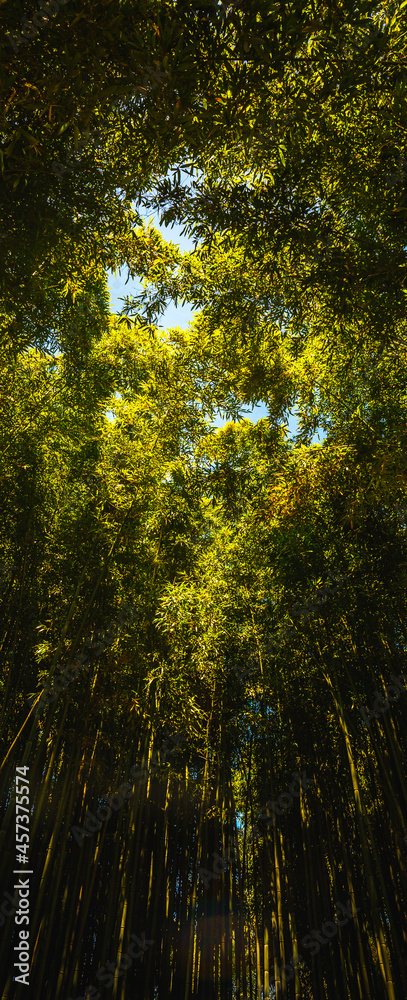 Naklejka premium Green bamboo trees background with leaves