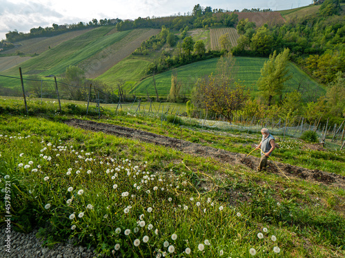 Senior farmer preparing watering the organic vegetables photo