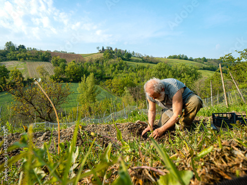 Fit senior farmer preparing and raking soil for organic zucchini photo