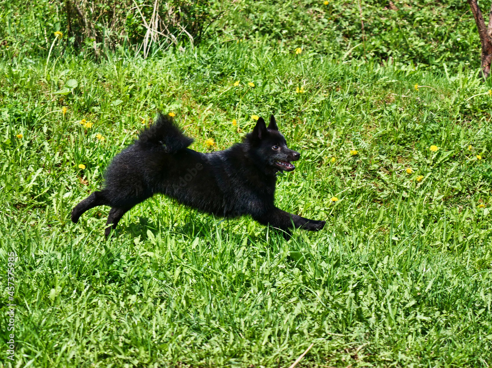 Charming Belgian Shepherd Schipperke runs through the green grass