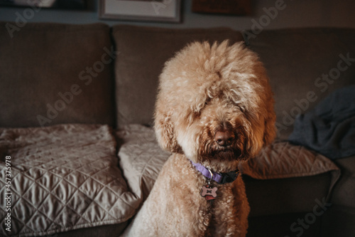 Golden-doodle close up of face sitting in front of couch photo