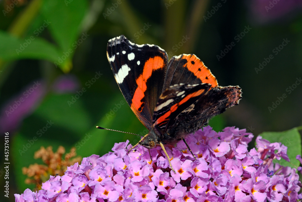 Admiral // red admiral (Vanessa atalanta) auf Fliederblüte Admiral // red admiral (Vanessa atalanta) auf Fliederblüte