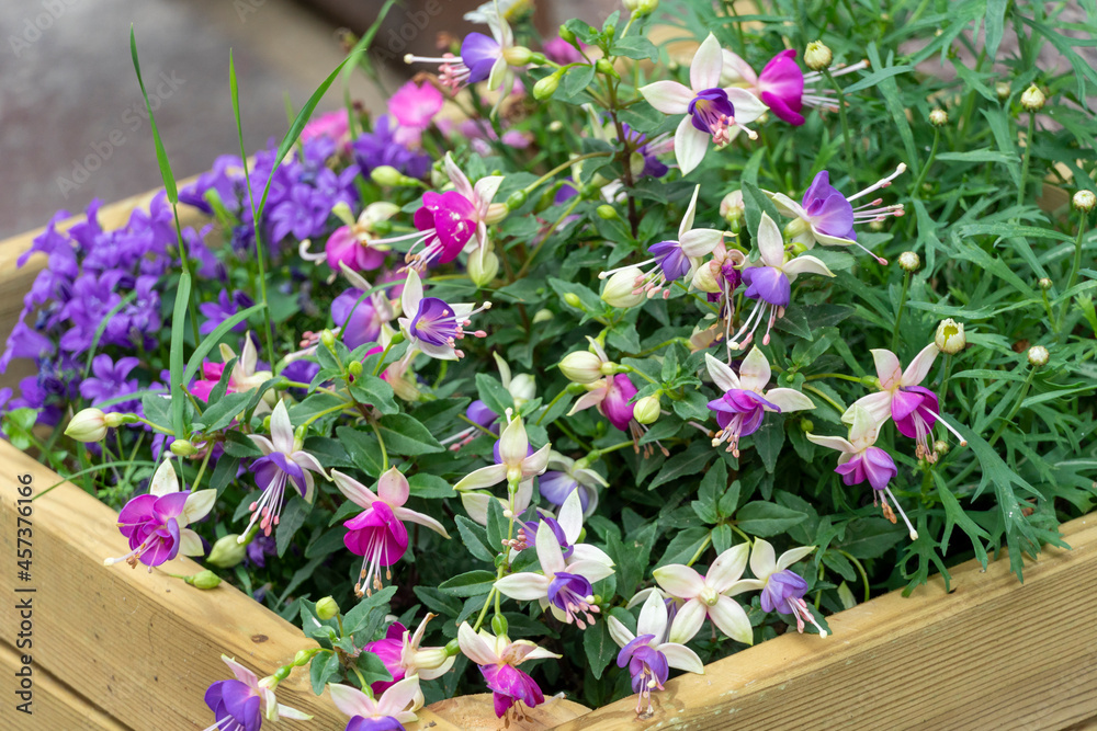 Fuchsia flower mauve flowers in Baztan Valley, Navarre, Northern Spain Municipality of Elizondo, in the Bazt�n valley with the Bidasoa river and the water dam on July 2021 Fuchsia flower mauve flowers in Baztan Valley, Navarre, Northern Spain Municipality of Elizondo, in the Bazt�n valley with the Bidasoa river and the water dam on July 2021