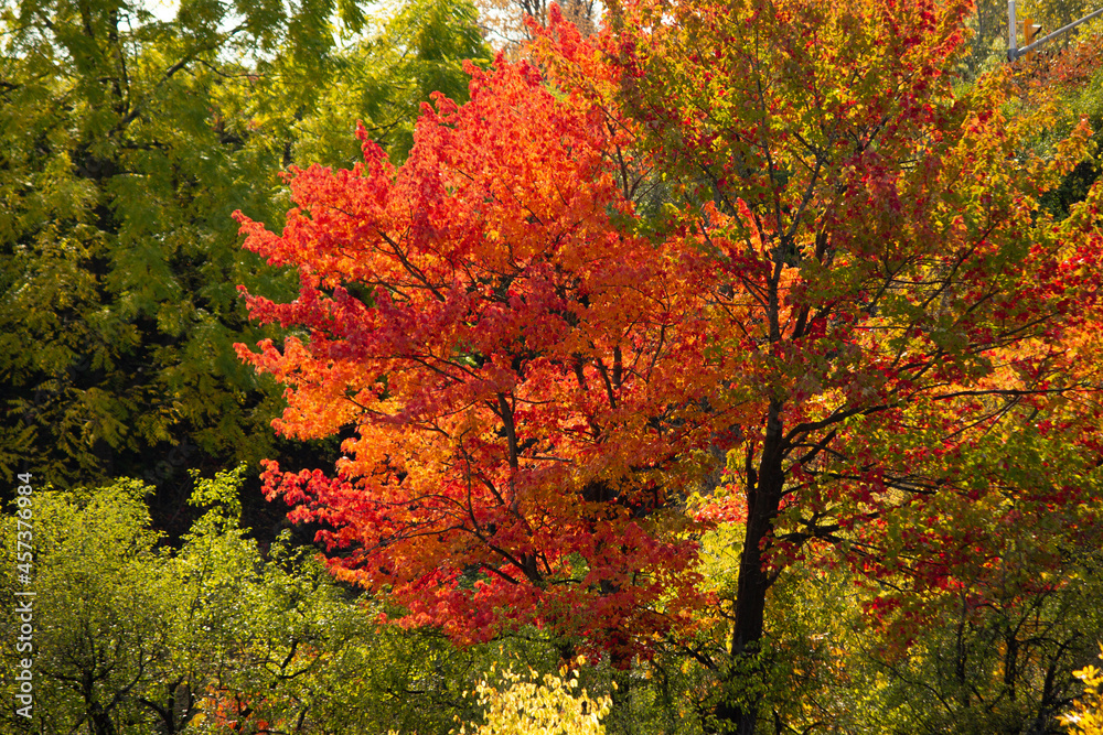 Crimson Tree