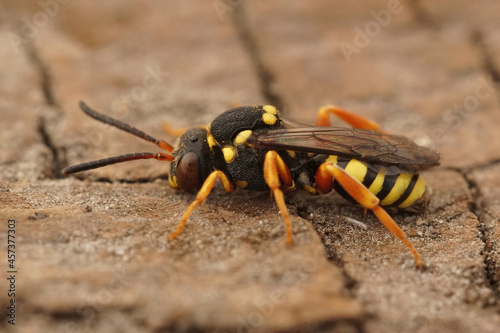 Closeup on the colorful , cleptoparasite blunthorn Nomad bee, Nomada flavopicta photo